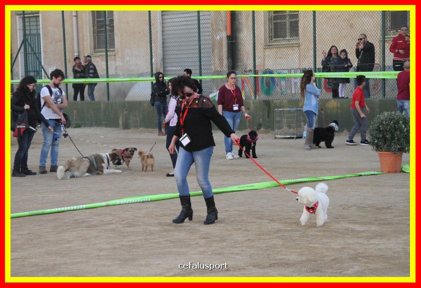 180311 mostra_canina 154.jpg